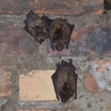 Bat Removal Highland Heights, KY