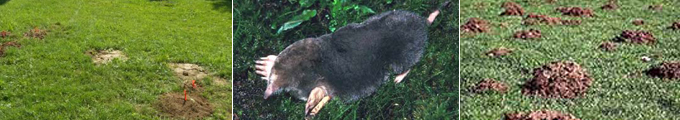 Mole Trapping Northern KY