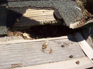 Squirrel Damage