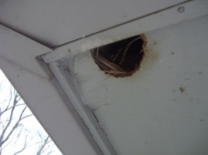 Squirrel Entry Point on Northern Kentucky Home