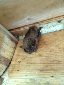 Northern KY Bat Removal