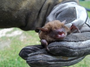 Northern Kentucky Bat Removal