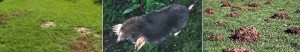 Mole
