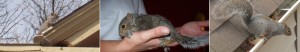 Squirrels Northern Kentucky