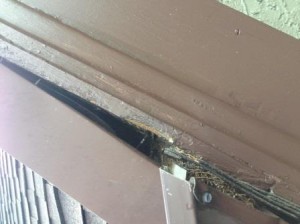 Bat Entry on Ft. Mitchell, KY Home - Tri-State Wildlife Management