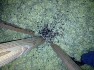 Bat Guano - Bat Removal 41015 Covington, KY 