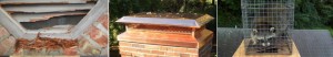 Raccoon chimney caps