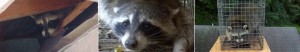 Raccoon Removal Ft. Mitchell, KY