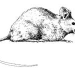 Northern KY Mouse Removal Tri-State Wildlife Management