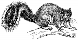 Squirrel Removal Mariemont, OH