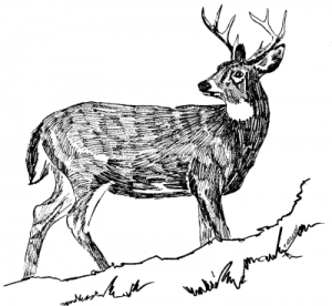 Dead Deer Removal