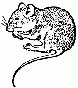 Erlanger, KY Mouse Removal Tri-State Wildlife Management