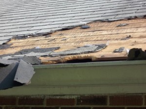 Extreme raccoon damage Highland Heights, KY
