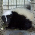 Tri-State Wildlife Management Skunk Removal Florence, KY