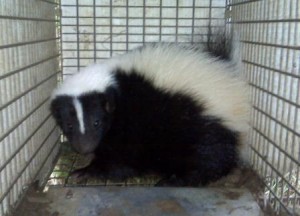 Tri-State Wildlife Management Skunk Cold Spring KY
