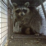 raccoon removal Highland Heights, KY
