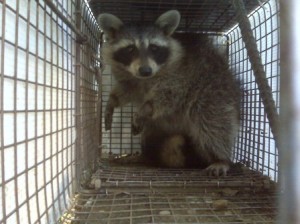 raccoon removal Highland Heights, KY