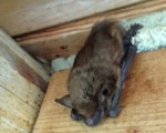Bat Removal Covington, KY
