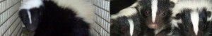 Skunk Removal Covington KY Tri-State Wildlife Management