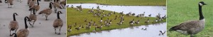 Canada Goose Ohio Tri-State Wildlife Management