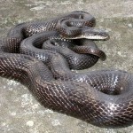 Snake Removal Crescents Springs, KY