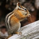 Chipmunk Removal